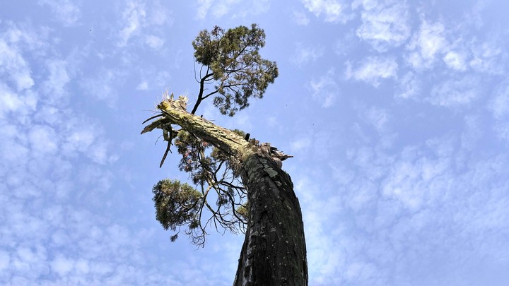Well just a normal tree