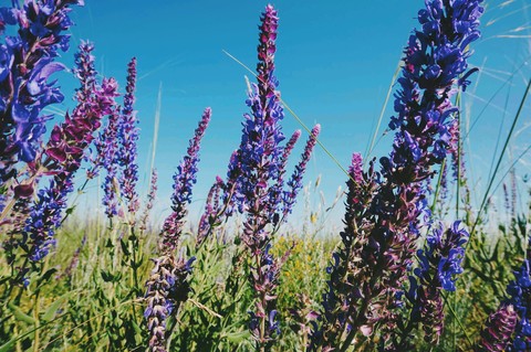 purple flowers