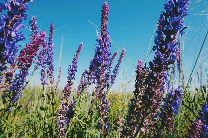 purple flowers