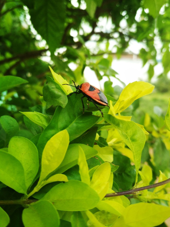 Herbi Bettle