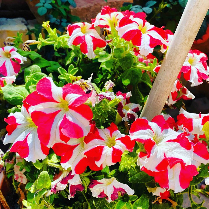 Petunia Flowers