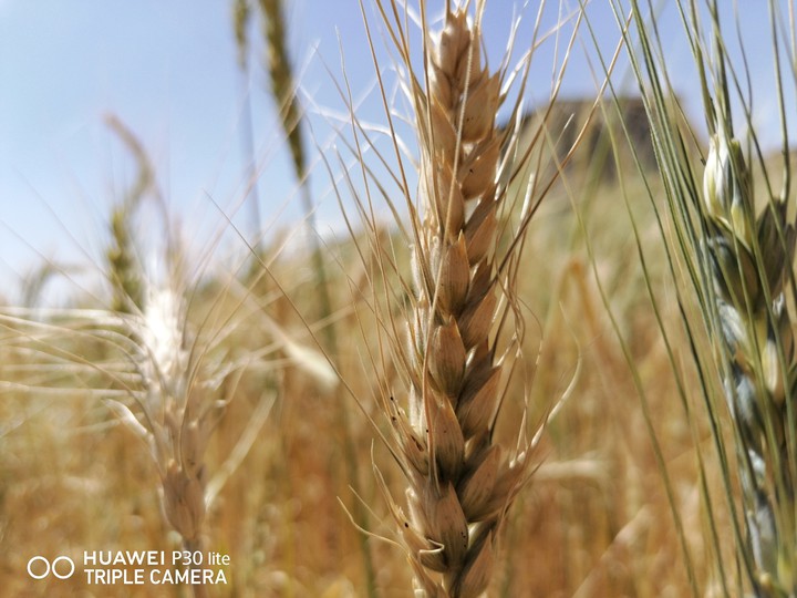 wheat