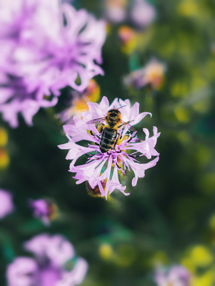 #природа #цветы #nature