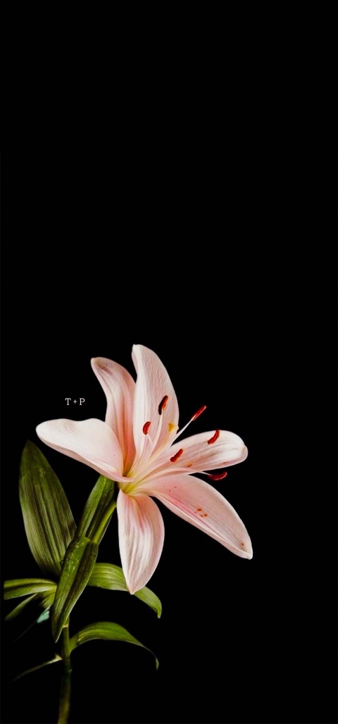 тапети Close-up, lilies