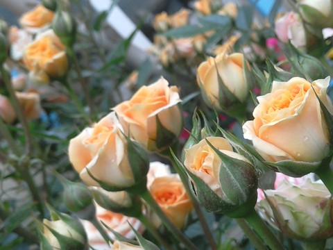 flower, rose वॉलपेपर