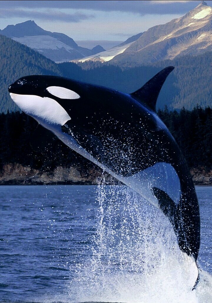 Animal World.