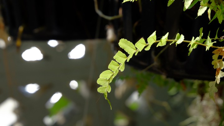 Fern