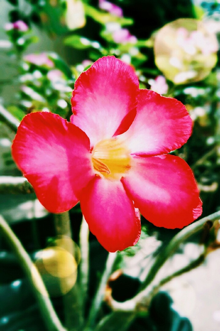 pink