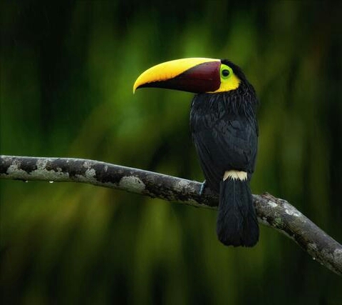 bird