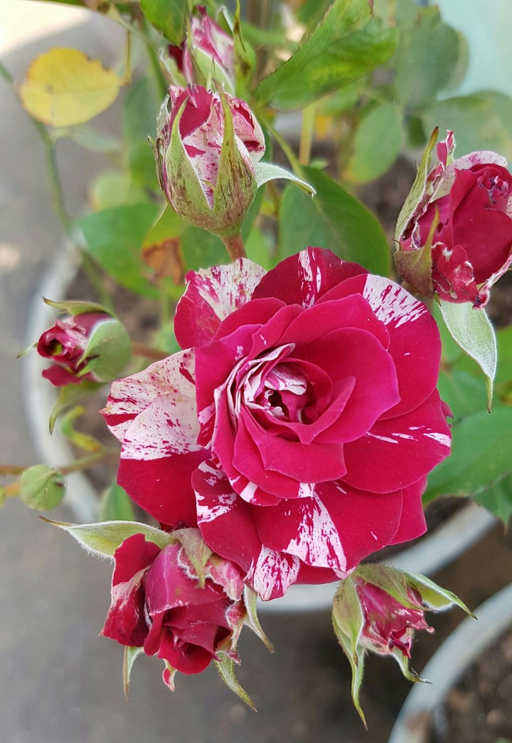 Multi-colored Rose