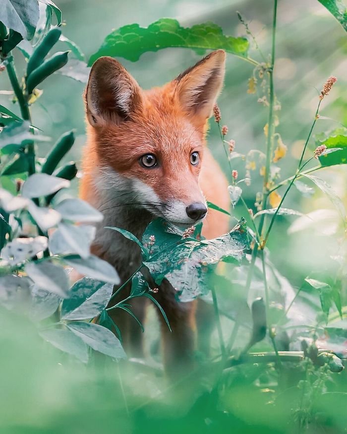 Fox