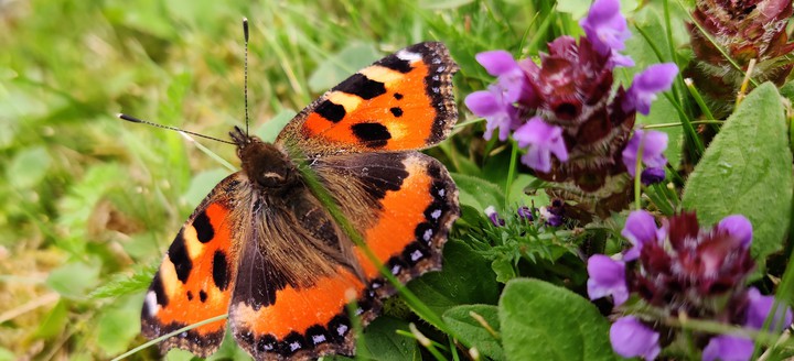 Butterfly