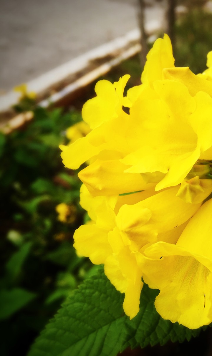 flower