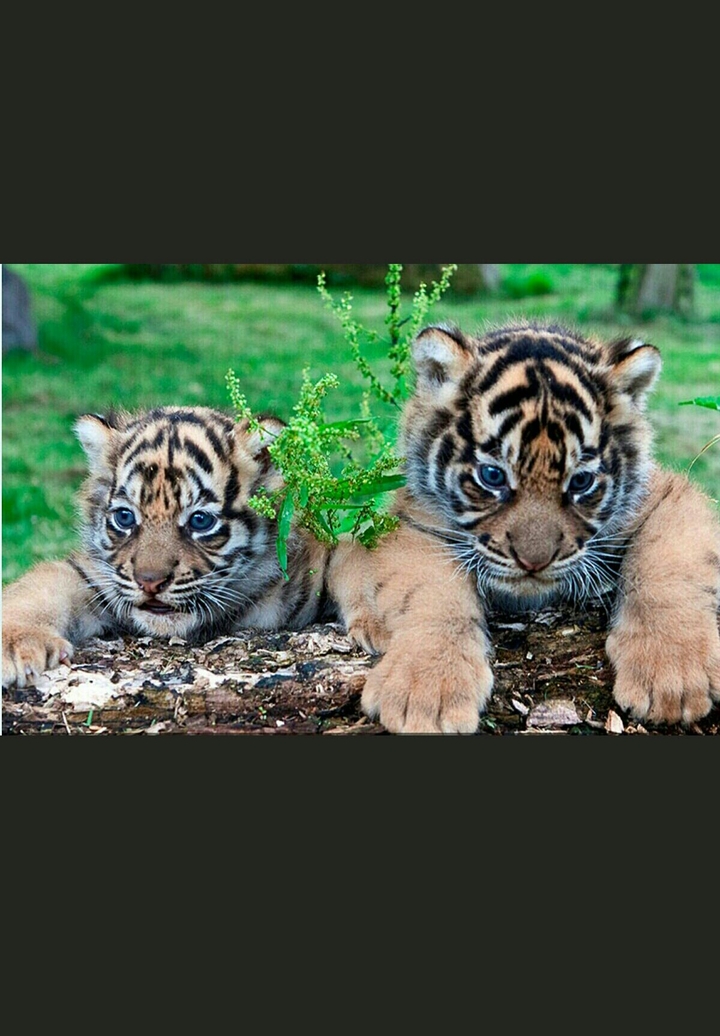little tigers