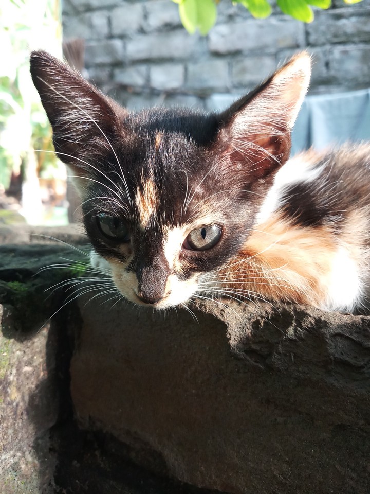 cat