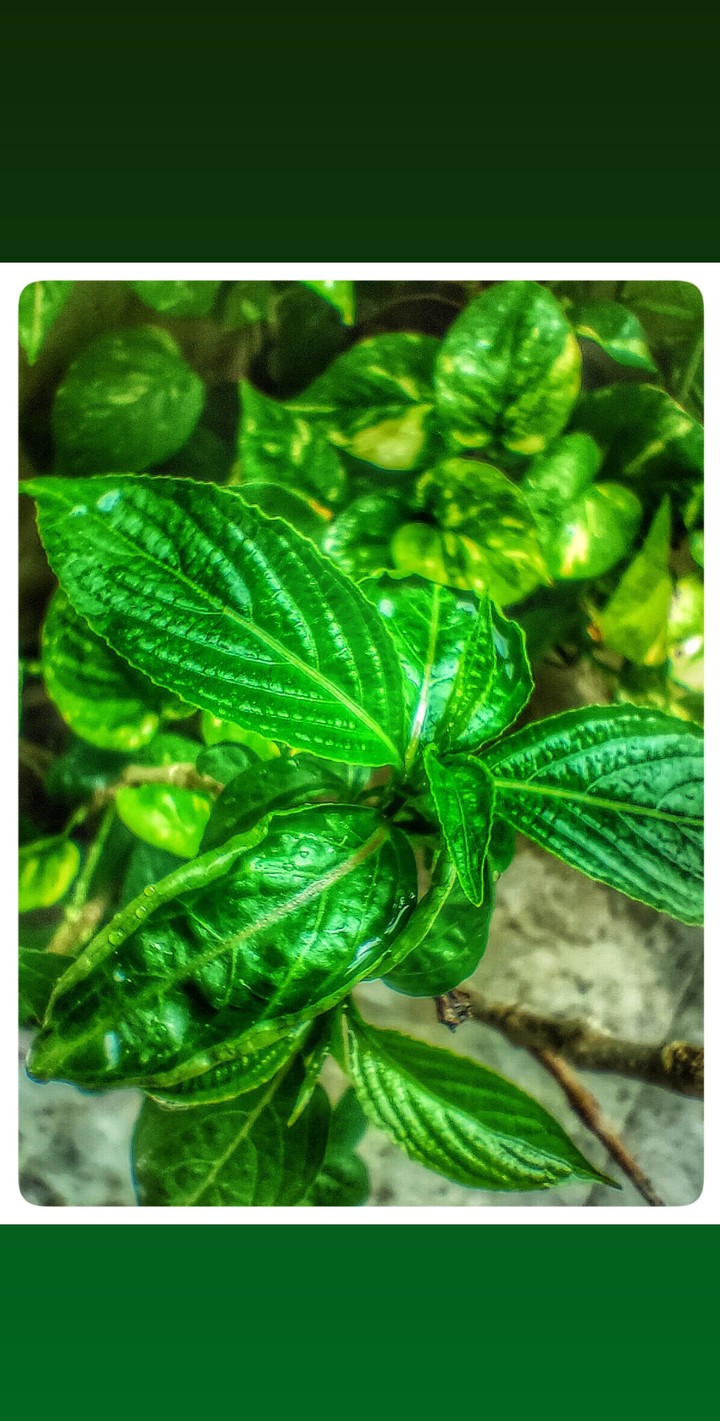 nature plant