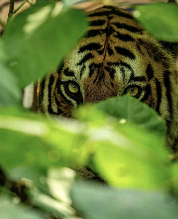 tiger ?