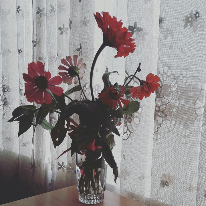 rainy flowers