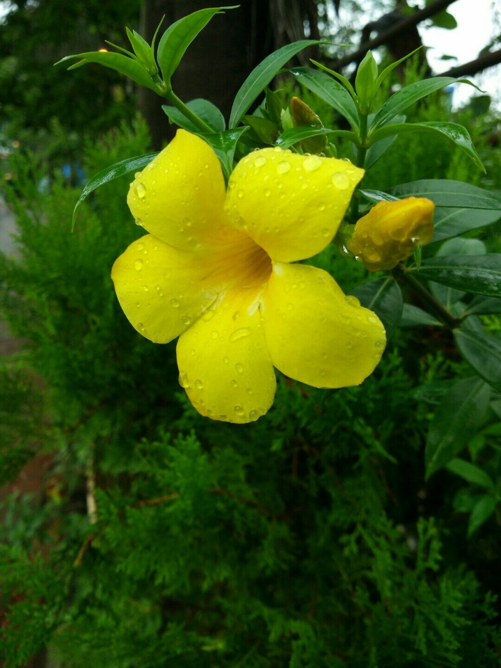 Beautiful flower with rain drops