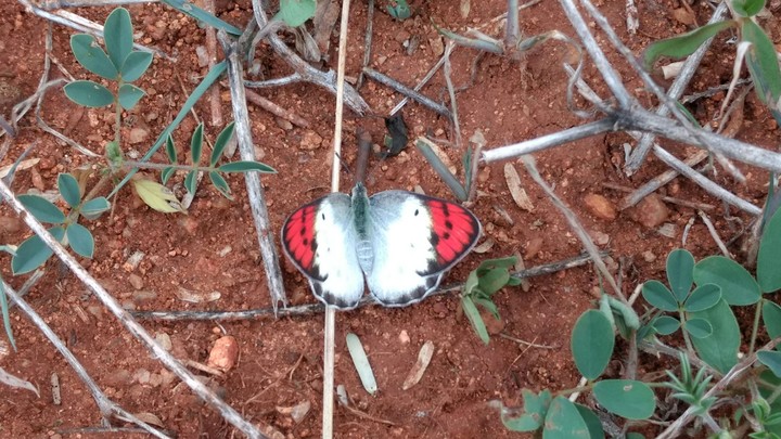 butterfly