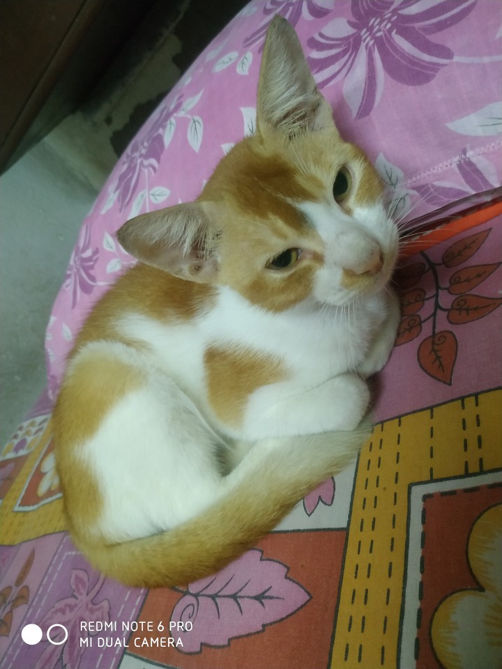 zingo