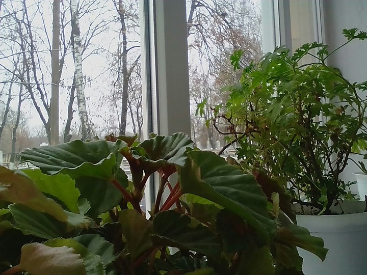 Plants and window