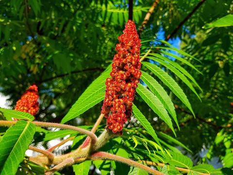 Sumac