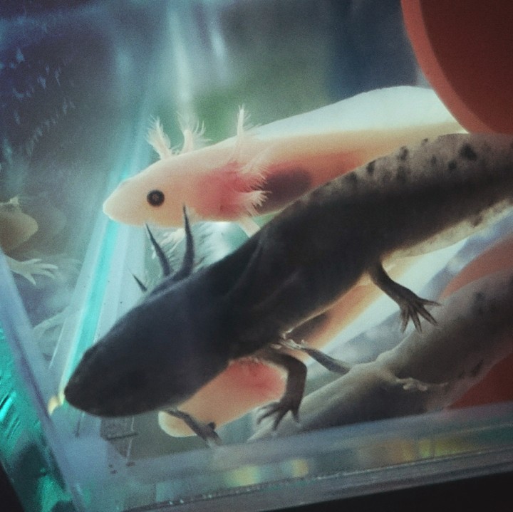 ウーパールーパー