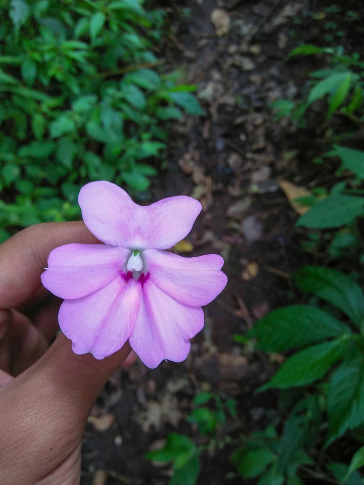 Flower