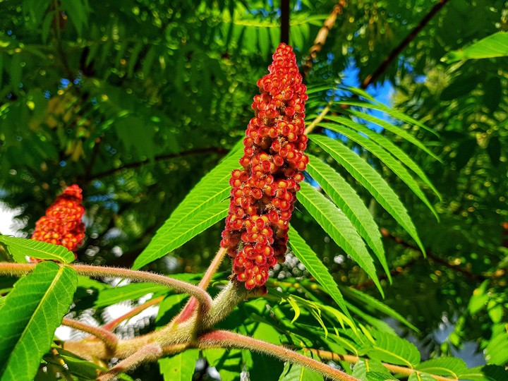 Sumac