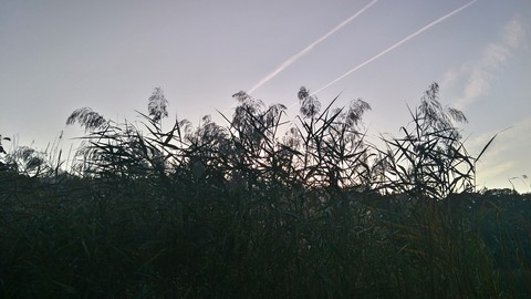 Cane