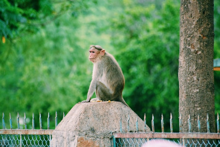 Game of monkeys
