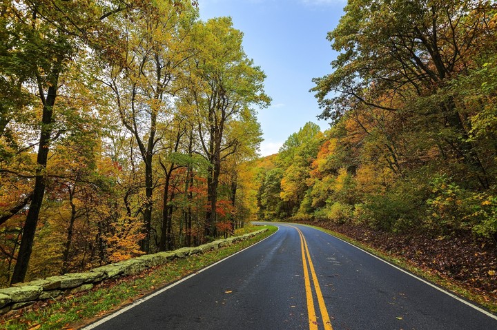 road cover by tree , its amazing views