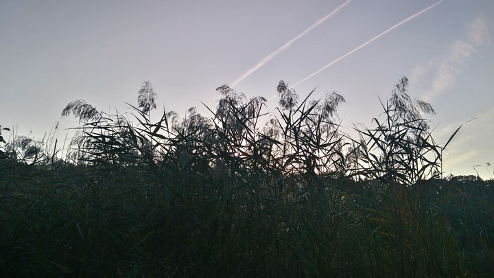 Cane