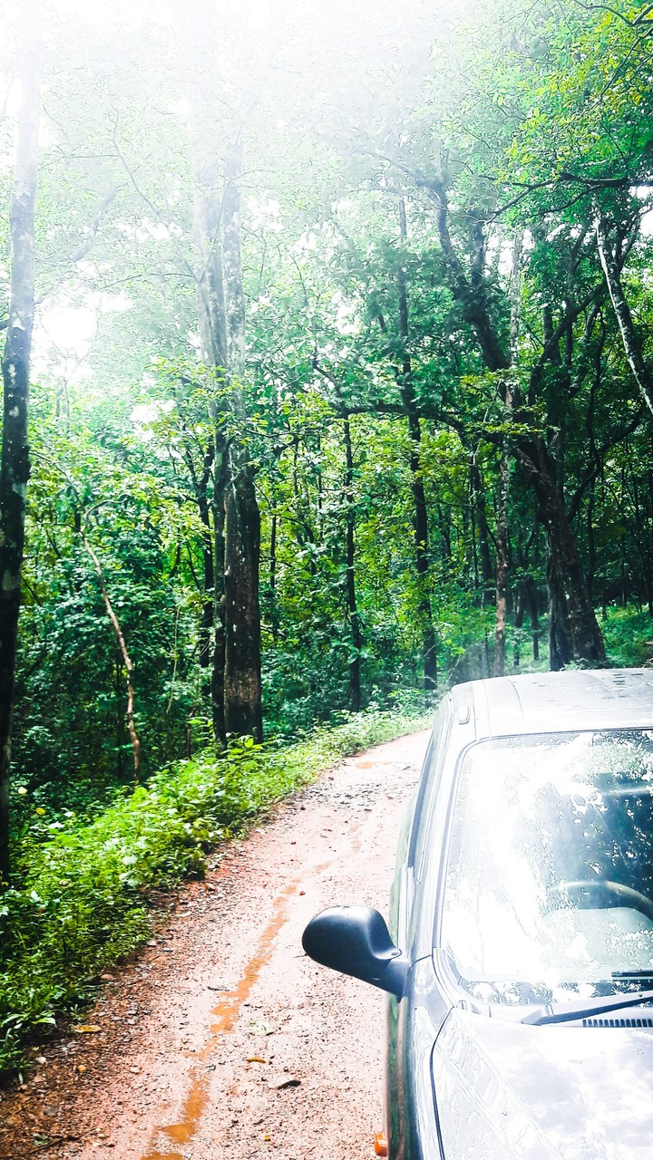 The Wilderness