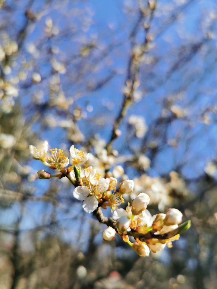 nature real flowers