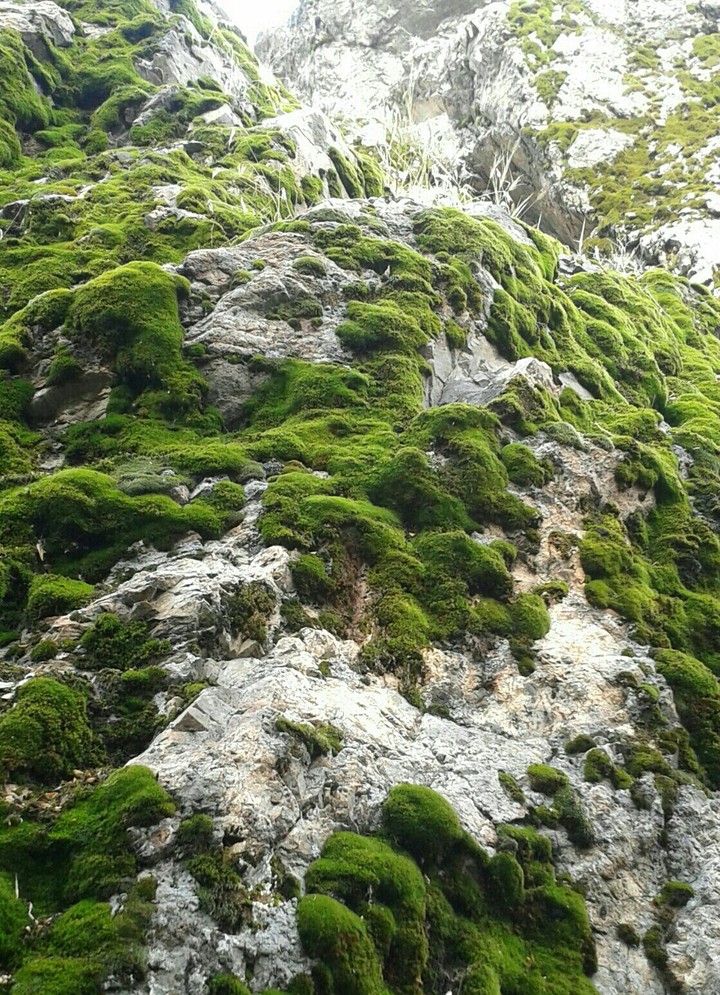algal mountain