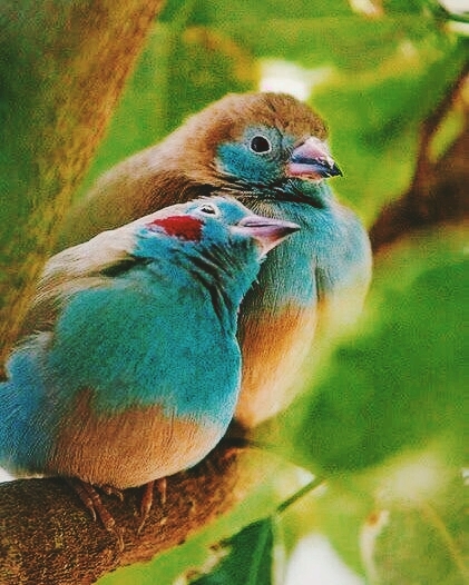 love