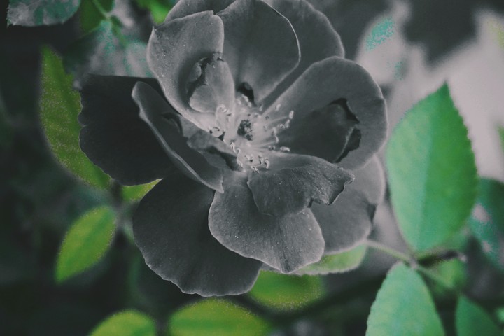 Black Rose
