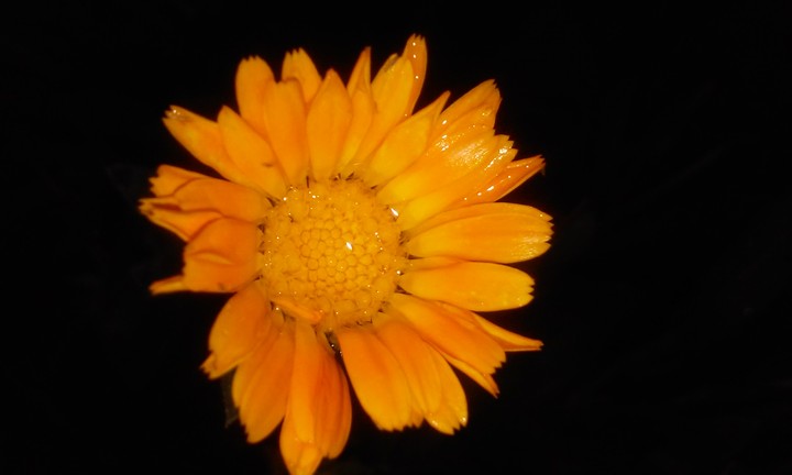 yellow flower