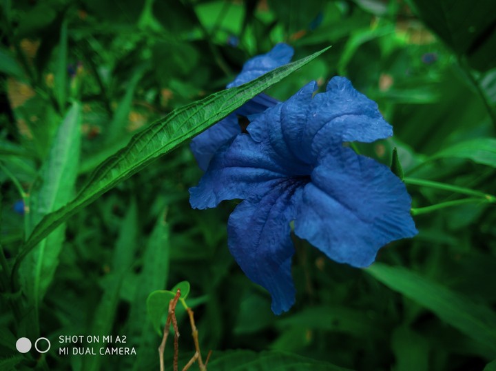 blue Flower