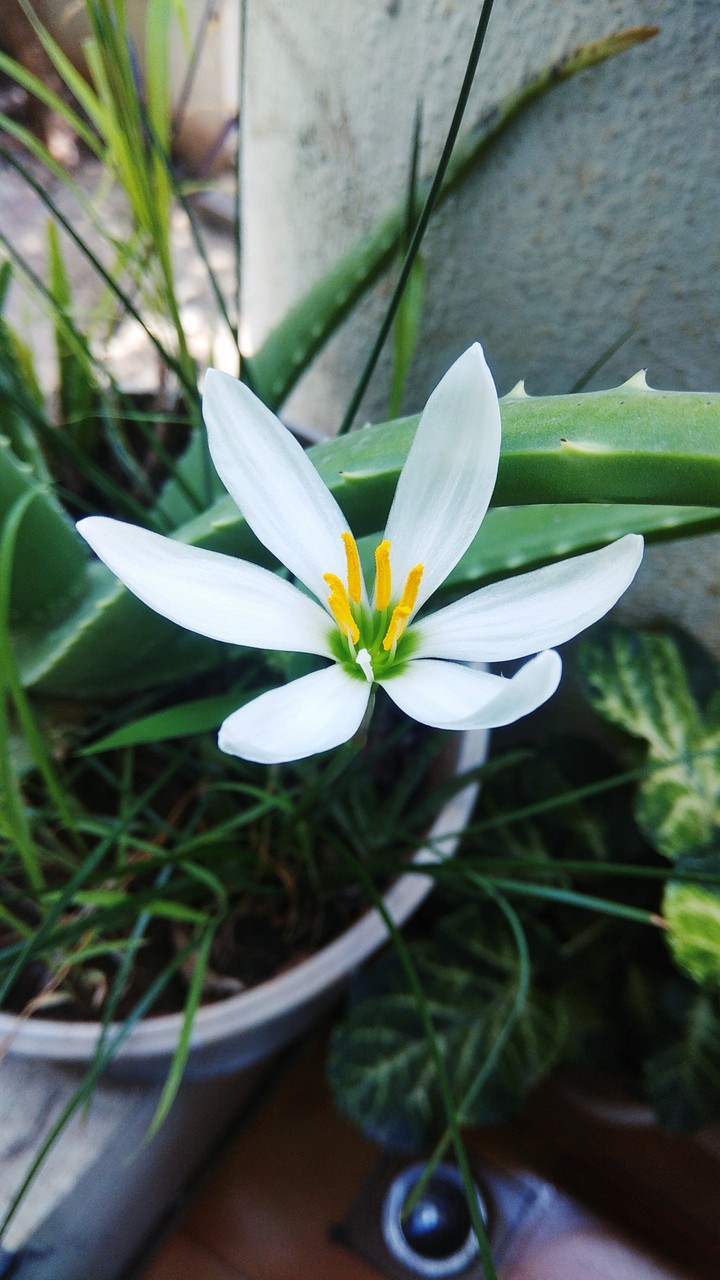 Flower