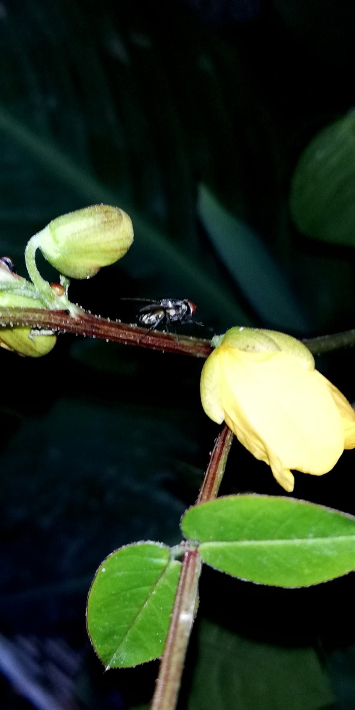 A bee.