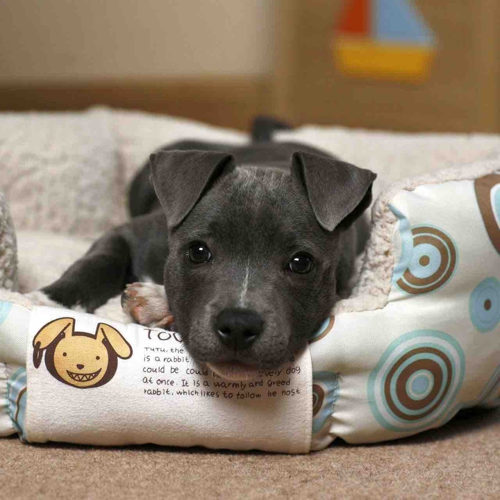 puppy