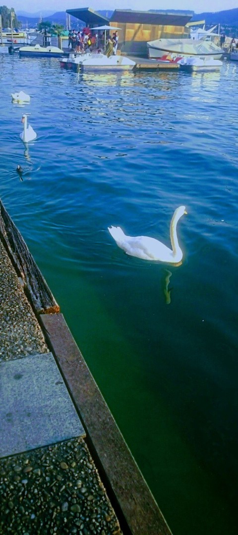 tapety bird, azure
