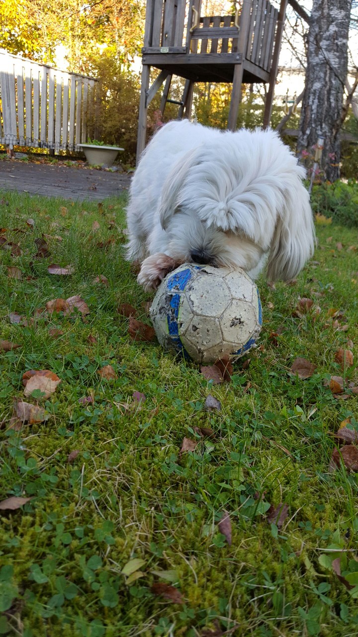 Dog play football