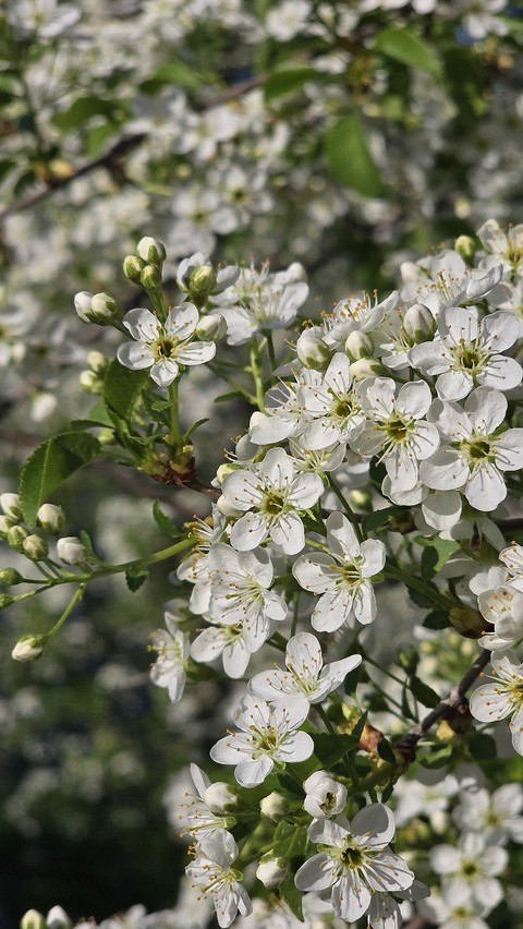 fonds d'écran flower, Blossom