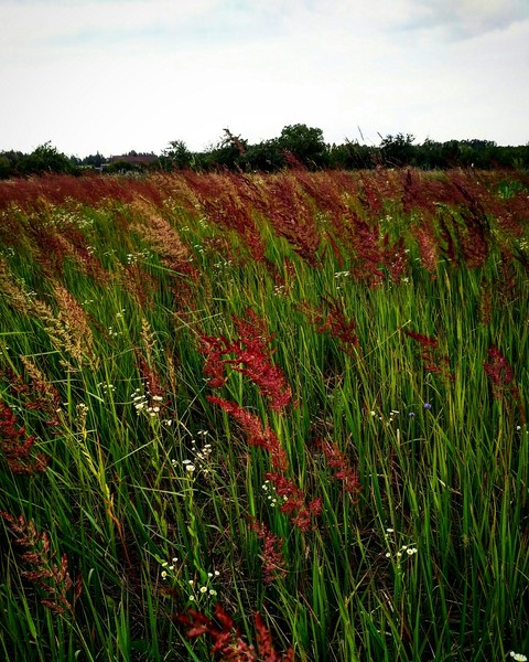 тапети ecosystem, crop