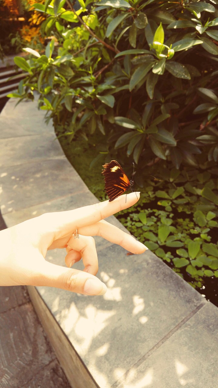 small beauty