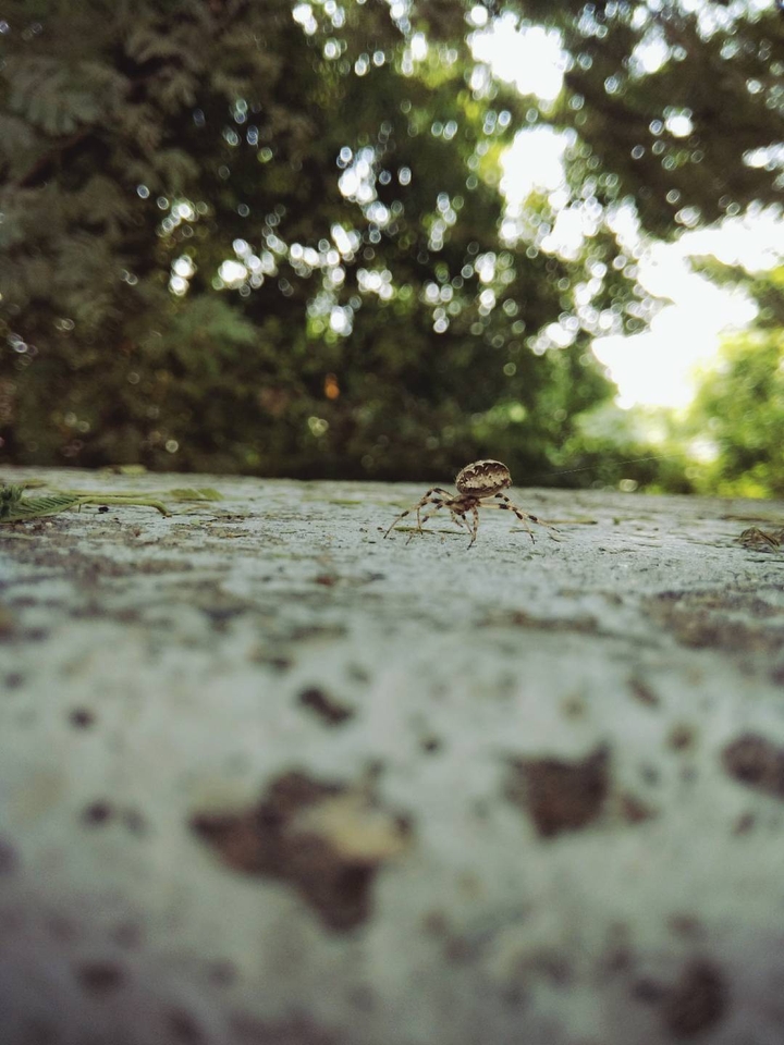 Spider